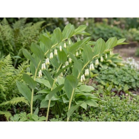 Polygonatum multiflorum