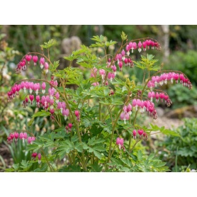 Lamprocapnos spectabilis