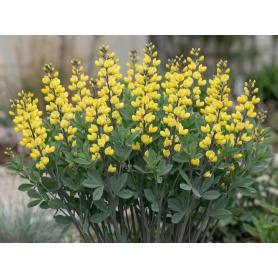 Baptisia Lemon Meringue