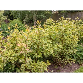Cornus alba Gouchaultii