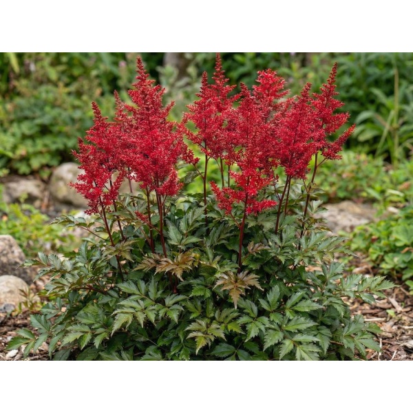 Astilbe Red Sentinel