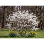 Magnolia stellata Royal Star