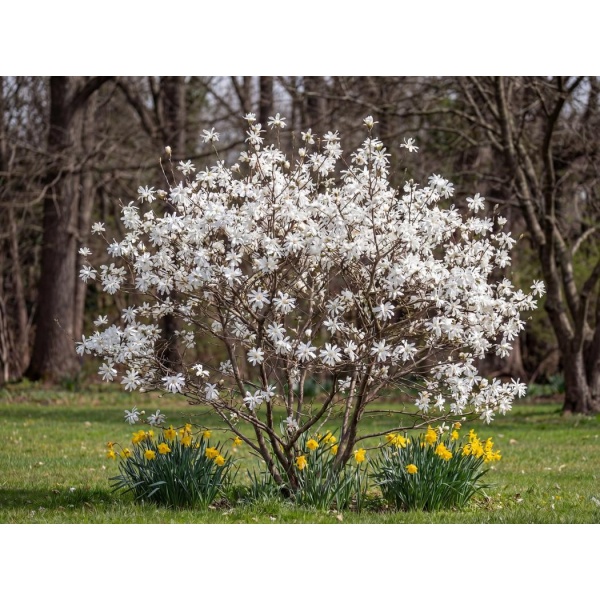 Magnolia stellata Royal Star