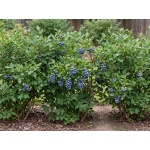 Vaccinium corymbosum Toro