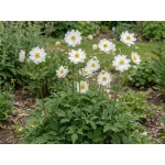 Anemone hybrida Whirlwind