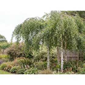 Betula pendula subsp. pendula Youngii