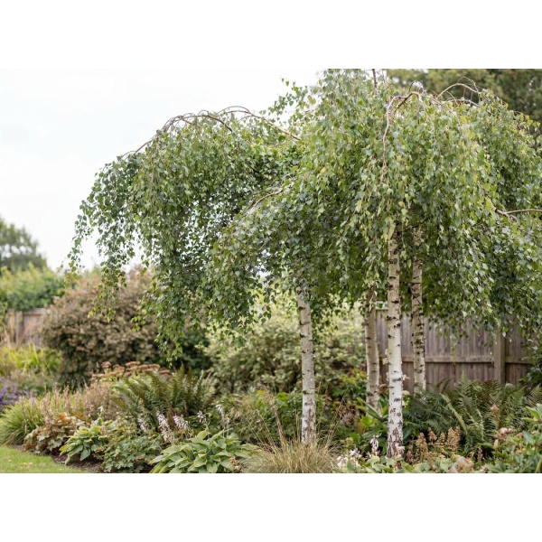 Betula pendula subsp. pendula Youngii