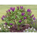 Syringa vulgaris Agincourt Beauty