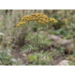 Tanacetum vulgare