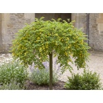 Caragana arborescens Pendula