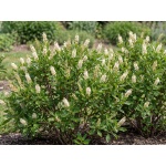 Clethra Alnifolia Hummingbird