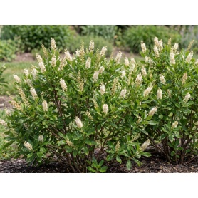 Clethra Alnifolia Hummingbird