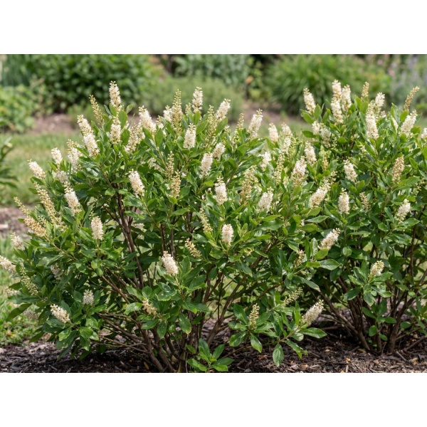 adc83b1a51b4_1050.jpg Clethra Alnifolia Hummingbird