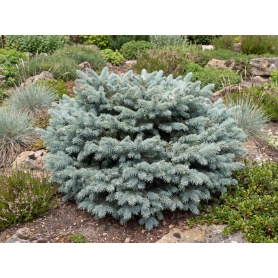 Picea pungens Globosa