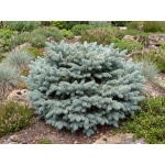 Picea pungens Globosa