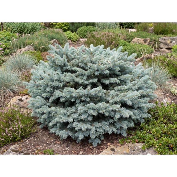 Picea pungens Globosa