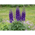 Delphinium Pagan Purples
