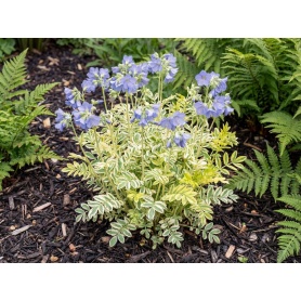 Polemonium reptans Touch of Class