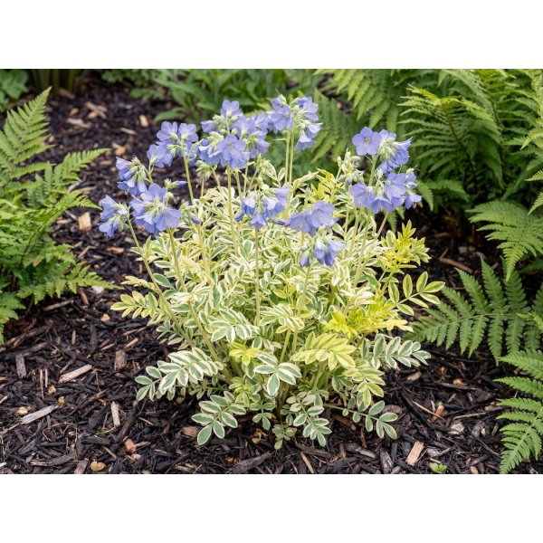 Polemonium reptans Touch of Class