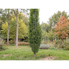 Carpinus betulus Frans Fontaine