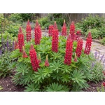 Lupinus Gallery Red
