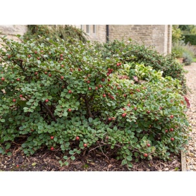 Cotoneaster apiculatus Blackburn