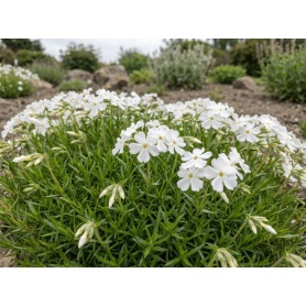 Phlox subulata White Delight