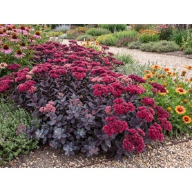 Sedum Dazzleberry