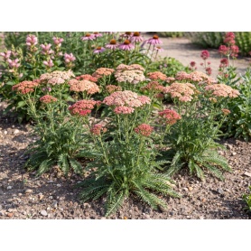 Achillea millefolium 'Sassy Summer Taffy'