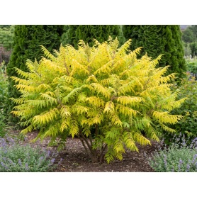 Rhus typhina Bailtiger