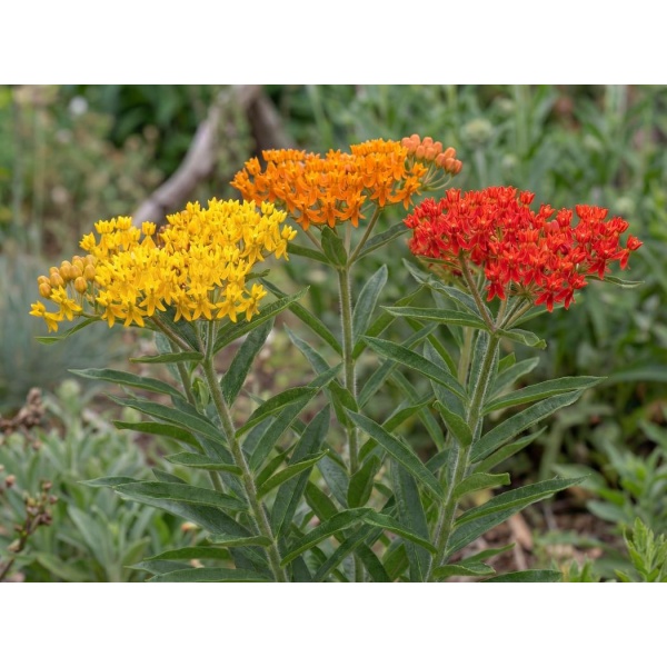 Asclepias tuberosa Gay Butterflies Group