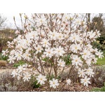 Magnolia loebneri Merrill