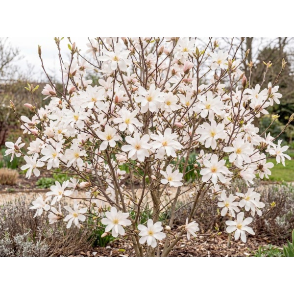 Magnolia loebneri Merrill