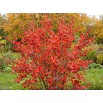 Aronia arbutifolia Brilliant