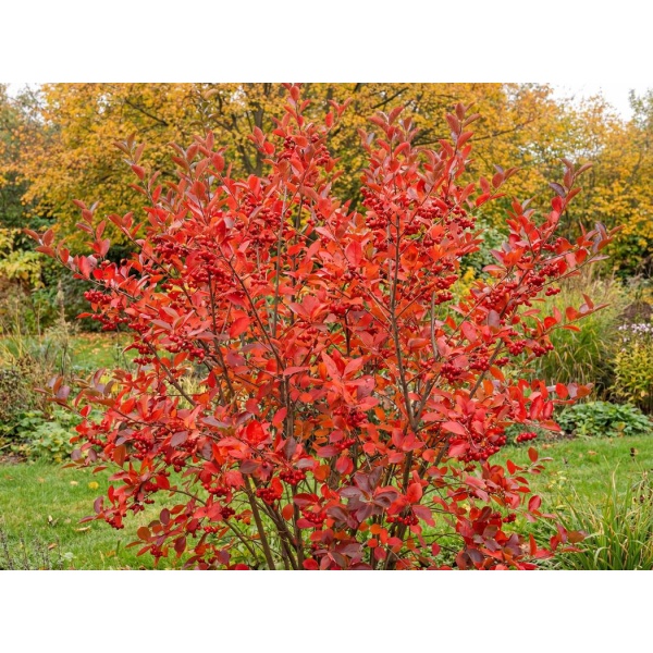 Aronia arbutifolia Brilliant