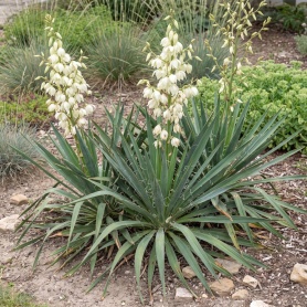 Yucca filamentosa