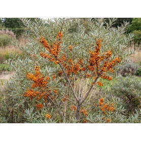 Hippophae Rhamnoides Orange