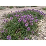 Thymus serpyllum