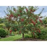 Malus baccata Dolgo