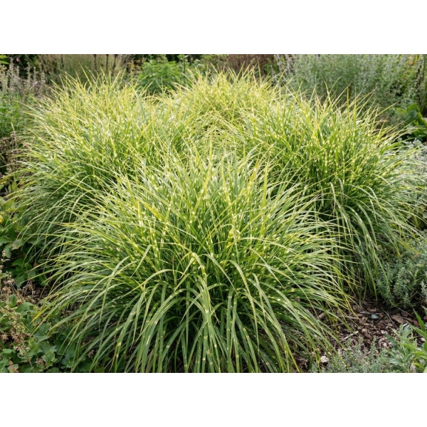 Miscanthus sinensis Little Zebra