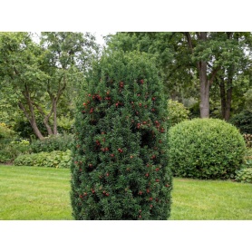 Taxus × media Hicksii