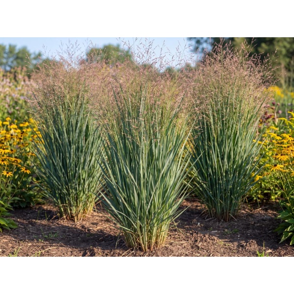 Panicum virgatum 'Heavy Metal'