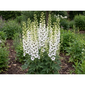 Delphinium Black Eyed Angels