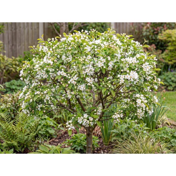 Malus sargentii Tina