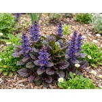 Ajuga reptans Black Scallop