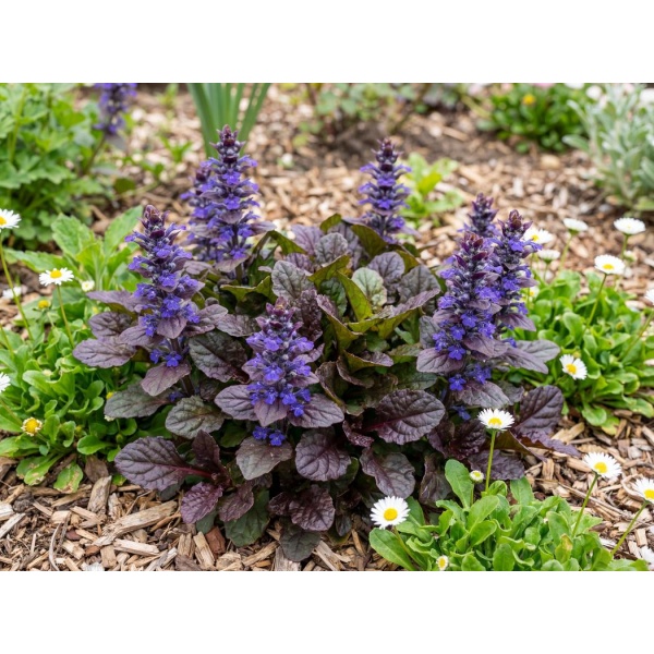 Ajuga reptans Black Scallop