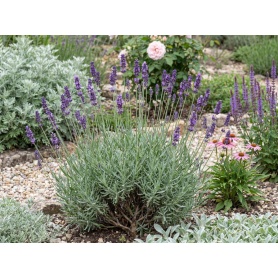 Lavandula angustifolia Munstead