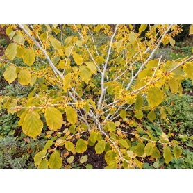 Hamamelis virginiana
