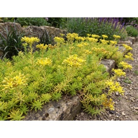 Sedum rupestre Angelina