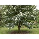 Sorbus decora
